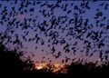 Mexican free tailed bats.jpg
