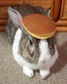 Rabbit with pancake.jpg