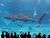 Aquarium.jpg