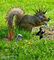 Punk squirrel.jpg