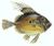 JohnDory.jpg
