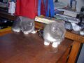 Kitties gray evil.jpg