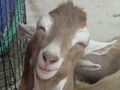 Smiling goat.jpg