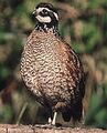 Northern-bobwhite-quails-birds-02.jpg