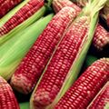 Corn 4.jpg