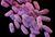 CRE bacterium.jpg