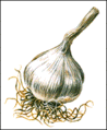 Garlic bulb sm.gif