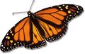 Monarch-butterfly large.jpg